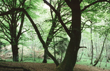 Old beech trees, New Forest Site of Special Scientific Interest. Peter Wakely/Natural England
